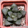 Haworthia springbokvlakensis x bayeri_