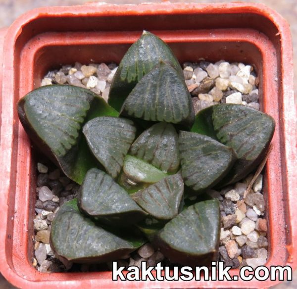 Haworthia springbokvlakensis x bayeri_