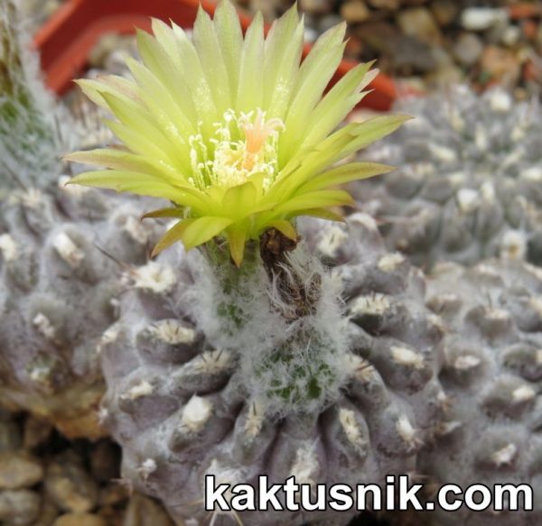 Neochilenia aff. setosiflora -Choros Bajos-