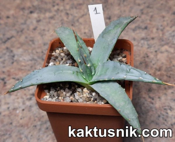 Agave utahensis v. eborispina -Kingston Mt- 1 Agave utahensis v. eborispina -Kingston Mt- 1
