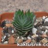 Crassula ‘Buddha’s Temple’