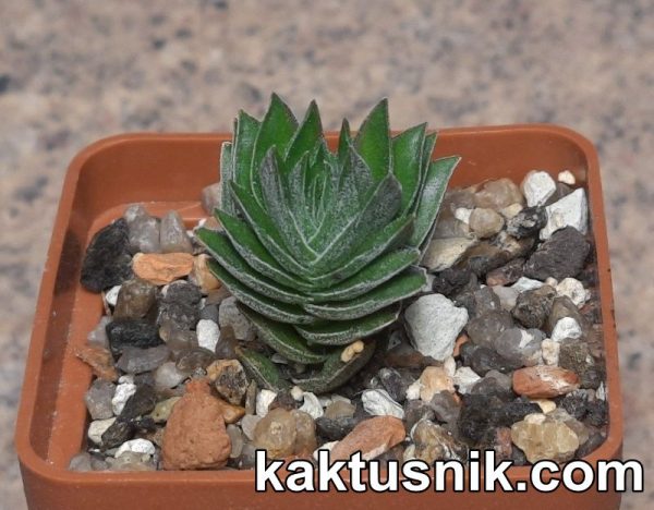 Crassula ‘Buddha’s Temple’