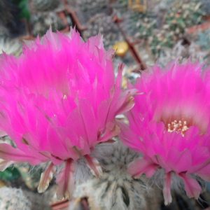 Echinocereus reichenbachii - v. castaneus DJF 1306 - Mela Creek, Ok. - (to-23*C) - суперквітування -