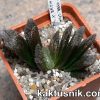 Haworthia ‘Hakuteijou’ hybrid clon1 x Haworthia ‘Black Major’ x ‘Yulia’ clon2