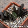 Haworthia ‘Hakuteijou’ hybrid clon1 x Haworthia ‘Black Major’ x ‘Yulia’ clon2_