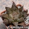 Haworthia ‘Sugar Candy’ x ‘Kegazato’