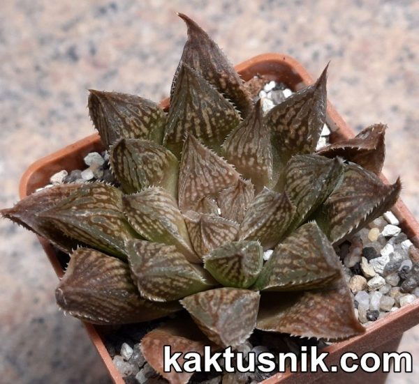 Haworthia ‘Sugar Candy’ x ‘Kegazato’