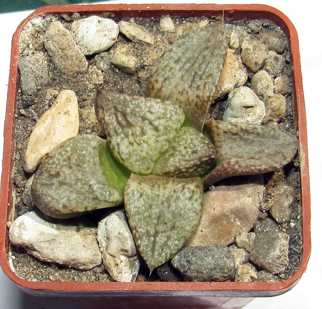 Haworthia Emelyae Picta — Cactus Shop