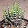 Haworthia fasciata -Spec clon-