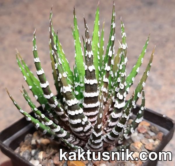 Haworthia fasciata -Spec clon-