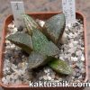 Haworthia obtusa hybrid x picta -Japan- 1
