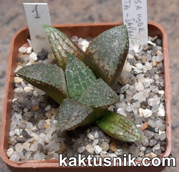 Haworthia obtusa hybrid x picta -Japan- 1