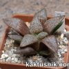 Haworthia obtusa hybrid x picta -Japan- 2