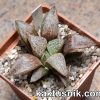 Haworthia obtusa hybrid x picta -Japan- 2_