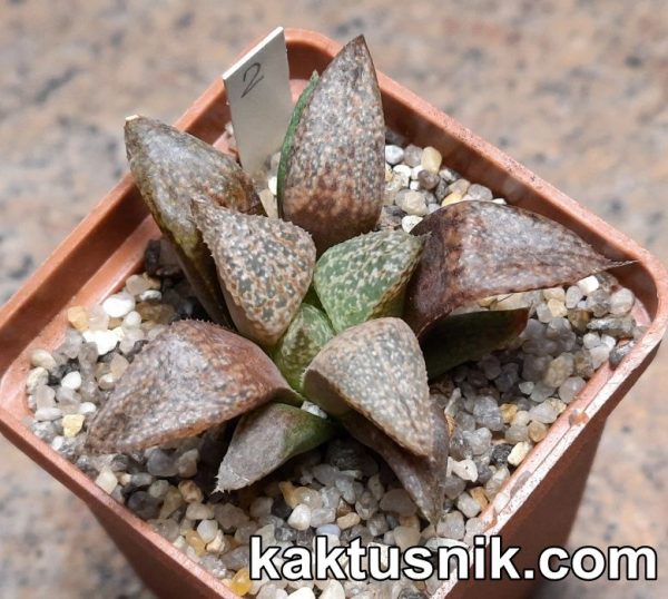 Haworthia obtusa hybrid x picta -Japan- 2_