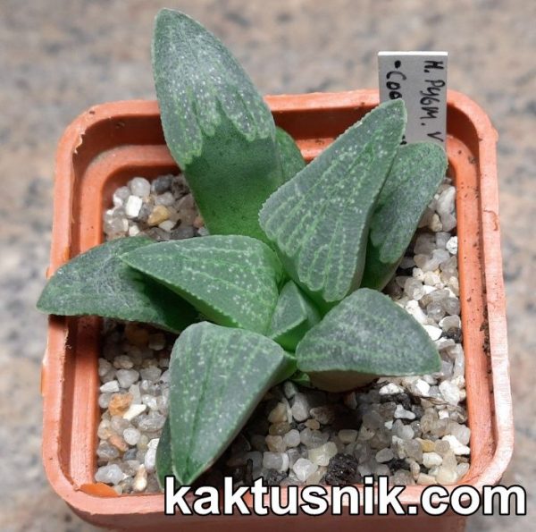 Haworthia pygmaea v. argento- maculosa -Cooper Station-