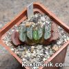 Haworthia truncata -Japan- 1