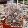 Kalanchoe rombopilosa clon1