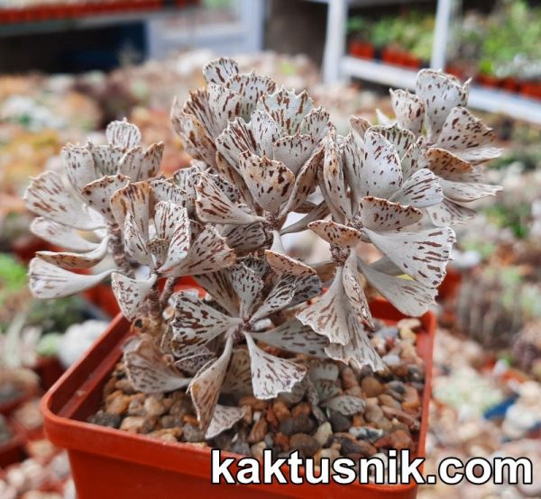 Kalanchoe rombopilosa clon1