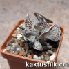 Kalanchoe rombopilosa clon1___
