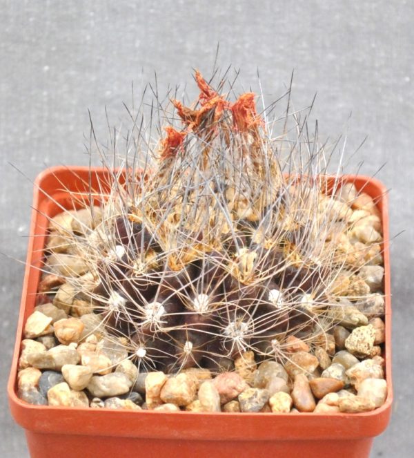 Neoporteria villosa (Huasco Baja Chile)(KK-51)3