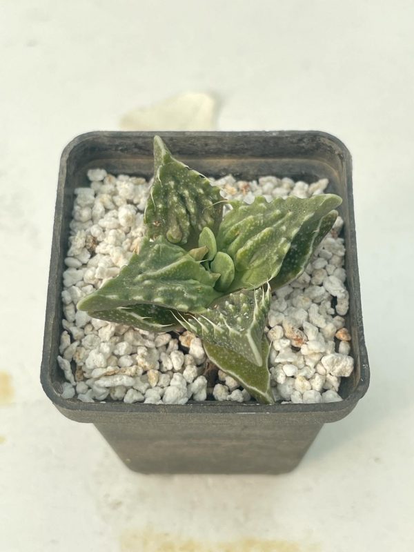 received_156280223832892