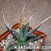 Agave utahensis v. eborispina