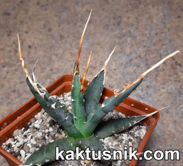 Agave utahensis v. eborispina