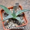Agave utahensis v. eborispina -Kingston Mt- 7