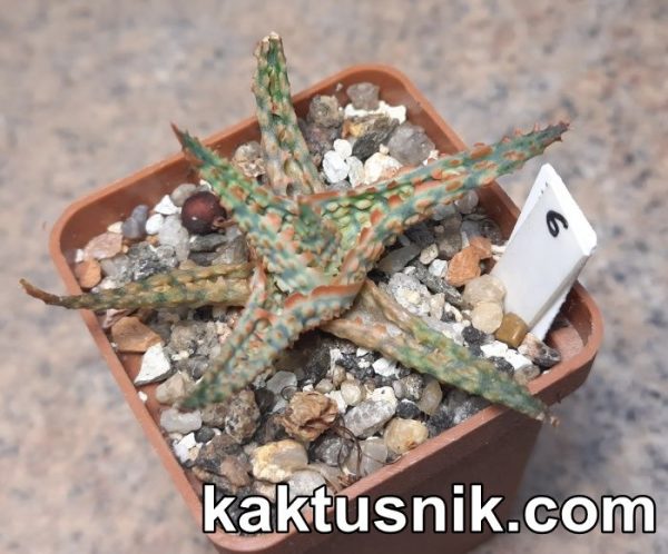 Aloe ‘Pepermint’ x ‘Vito’ x Aloe ‘Sunrise’ hybrid clon9 №6