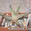 Aloe ‘Pepermint’ x ‘Vito’ x Aloe ‘Sunrise’ hybrid clon9 №6_