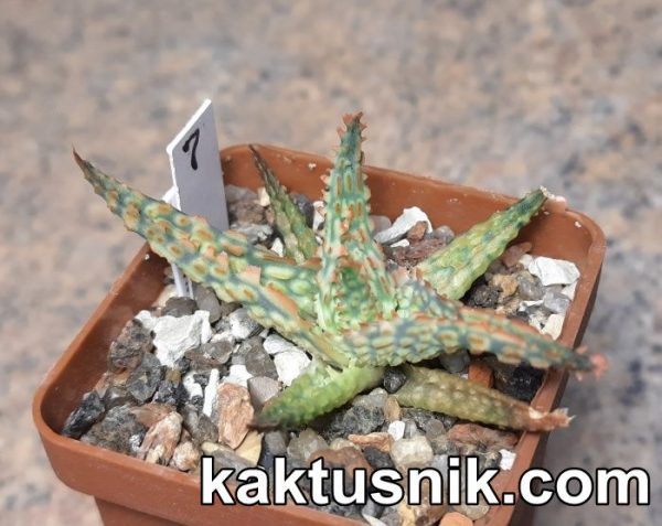Aloe ‘Pepermint’ x ‘Vito’ x Aloe ‘Sunrise’ hybrid clon9 №7