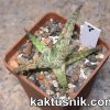 Aloe ‘Pepermint’ x ‘Vito’ x Aloe ‘Sunrise’ hybrid clon9 №7_