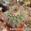 Copiapoa scopulina