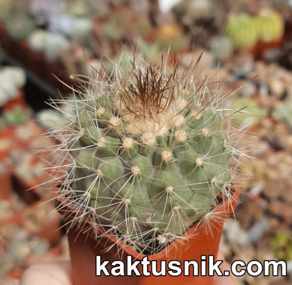 Copiapoa scopulina