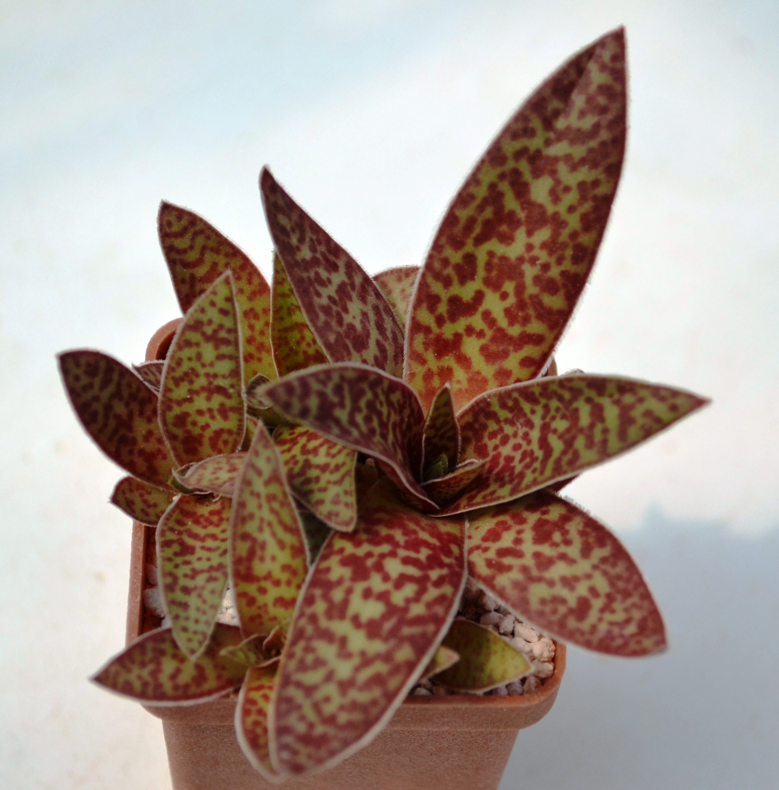 Crassula alba — Cactus-shop