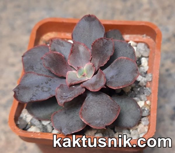 Echeveria ‘Painted Frills’