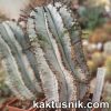 Euphorbia horrida v.striata_