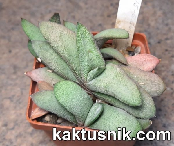 Gasteria glomerata hybrid