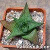 Gastrolea ‘Suchak’s Black’ Gasteria armstrongii x Aloe descongsii