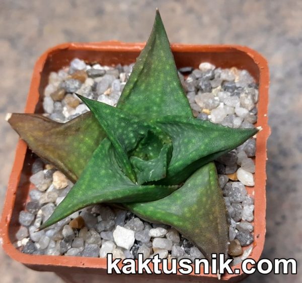 Gastrolea ‘Suchak’s Black’ Gasteria armstrongii x Aloe descongsii