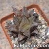 Haworthia ‘Ginsekai’ hybrid x Haworthia reticulata x ‘Kegazato’ 1
