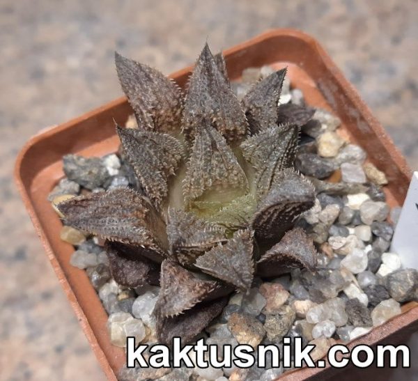 Haworthia ‘Ginsekai’ hybrid x Haworthia reticulata x ‘Kegazato’ 1
