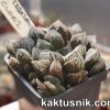 Haworthia cooperi x Haworthia ‘Kegazato’ clon 2