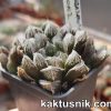 Haworthia cooperi x Haworthia ‘Kegazato’ clon 2_