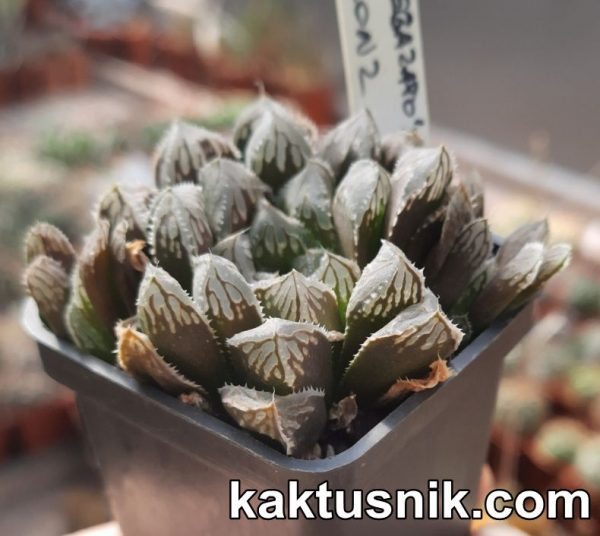 Haworthia cooperi x Haworthia ‘Kegazato’ clon 2_