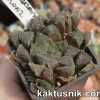 Haworthia cooperi x Haworthia ‘Kegazato’ clon 2__