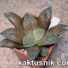 Haworthia picta hybrid x ‘Karasujoh’ hybrid