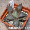 Haworthia picta v. tricolor -Rooiberg Pass-