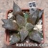 Haworthia reticulata x esterhuisenii x Haworthia ‘Kegazato’ x picta -Japan- 5